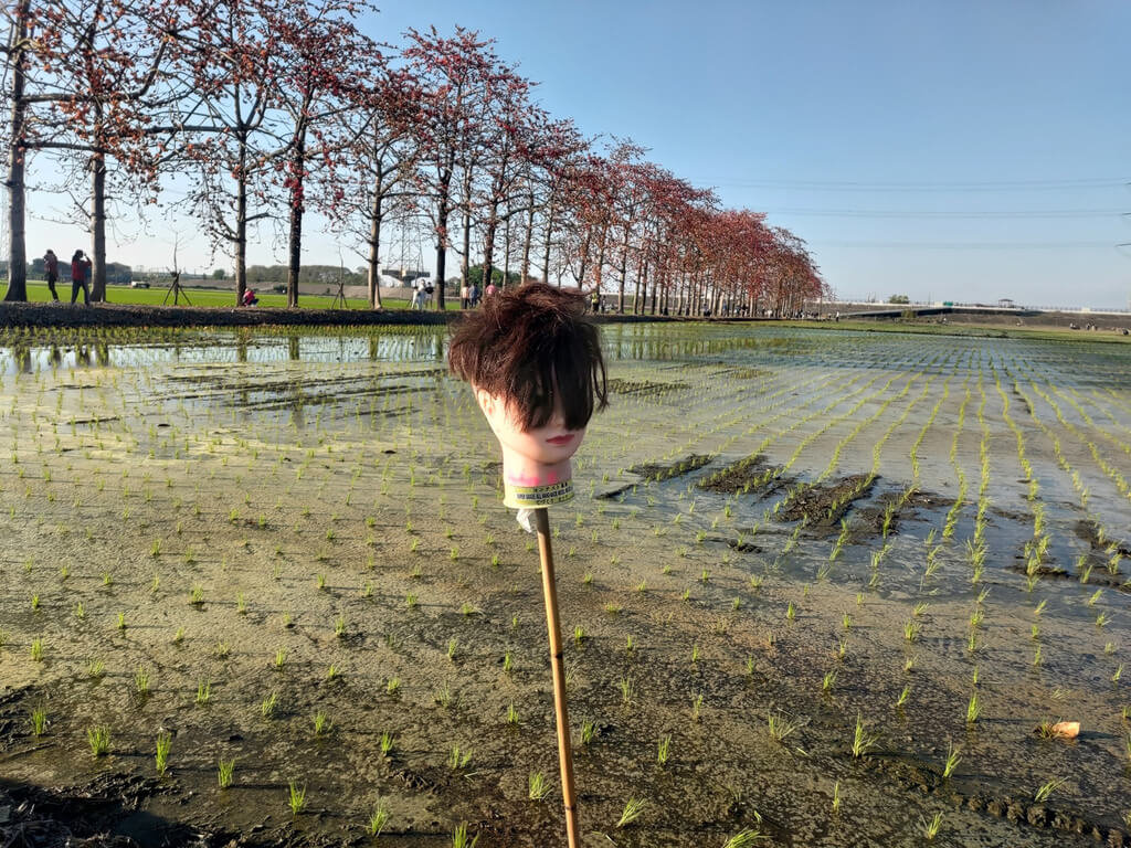 ▲彰化縣竹塘鄉濁水溪田頭堤岸西側種有一排高大的木棉樹，最近木棉花開形成花海，吸引民眾賞花；不過有民眾發現，堤岸旁農田插滿假人頭，長短髮造型都有。當地農民16日受訪表示，有親友在髮廊工作，覺得假人頭被丟棄很可惜，於是就拿假人頭插在田裡驅趕鳥類。（民眾提供）中央社記者吳哲豪傳真 111年3月16日