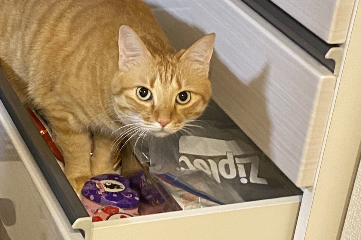 ▲日本深夜大地震，傢俱、抽屜通通被震開，橘貓竟趁這時行竊。（圖／Twitter：tama12tebako） 