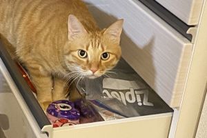 日本深夜地震！飼主驚見橘貓「趁機行竊」　眾一看笑了
