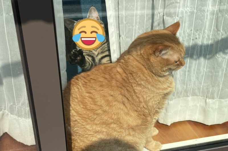 ▲日本一隻橘貓正在做日光浴時，後方出現一隻「邪惡怪臉」的虎斑貓想偷襲！（圖／推特帳號kagisuzu0531）