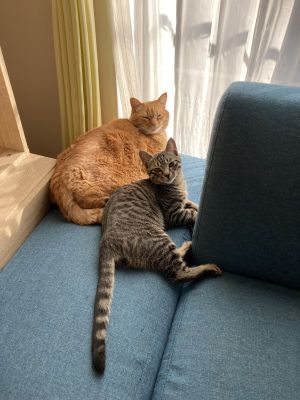 ▲其實兩隻貓咪感情很好呢！（圖／推特帳號kagisuzu0531）