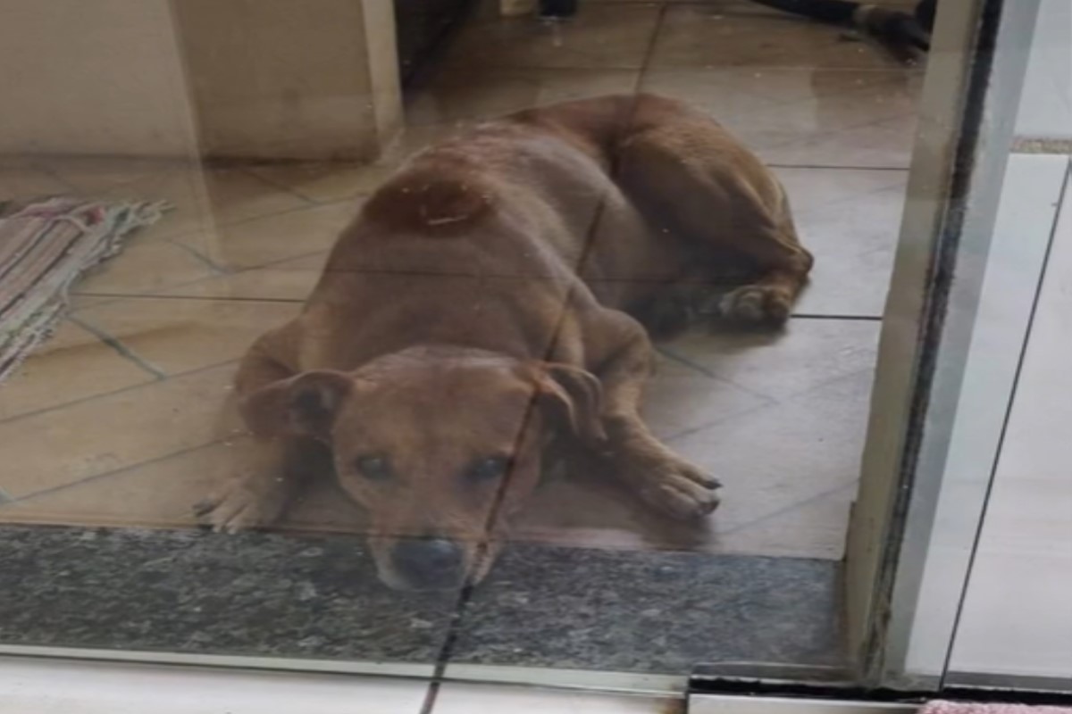 ▲巴西一隻黃狗日前結紮後，竟然在病房裡「拆家」！（圖／TikTok帳號drajessicapossari）