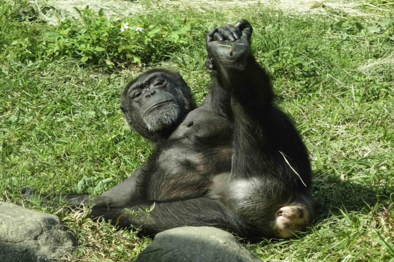 ▲黑猩猩的智慧無雙，北市動物園的飼育員為其設進食難題，牠用工具全解決。（圖／臺北市立動物園授權提供）