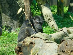 ▲較年長的黑猩猩普遍比年輕黑猩猩更具有耐心，願意花更多時間去取食蜂蜜（莎莉）。（圖／臺北市立動物園授權提供）