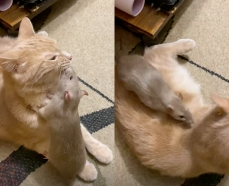▲貓竟然不捉老鼠？國外有隻橘貓竟然和小老鼠當起朋友，每天玩在一起，氣氛相當融洽。（圖／AP美聯社／Newsflare）