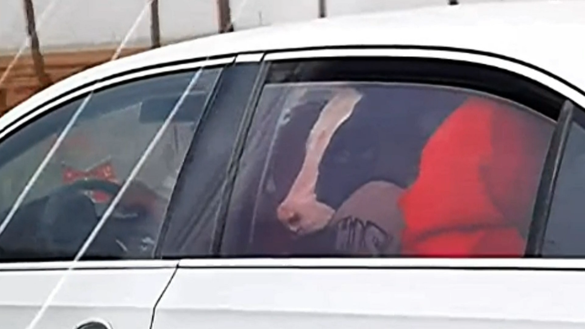 ▲近日有人於寧夏銀川市目擊汽車後座塞了一頭牛，畫面曝光後，隨即在網路上掀起討論。（圖／AP美聯社／Newsflare）