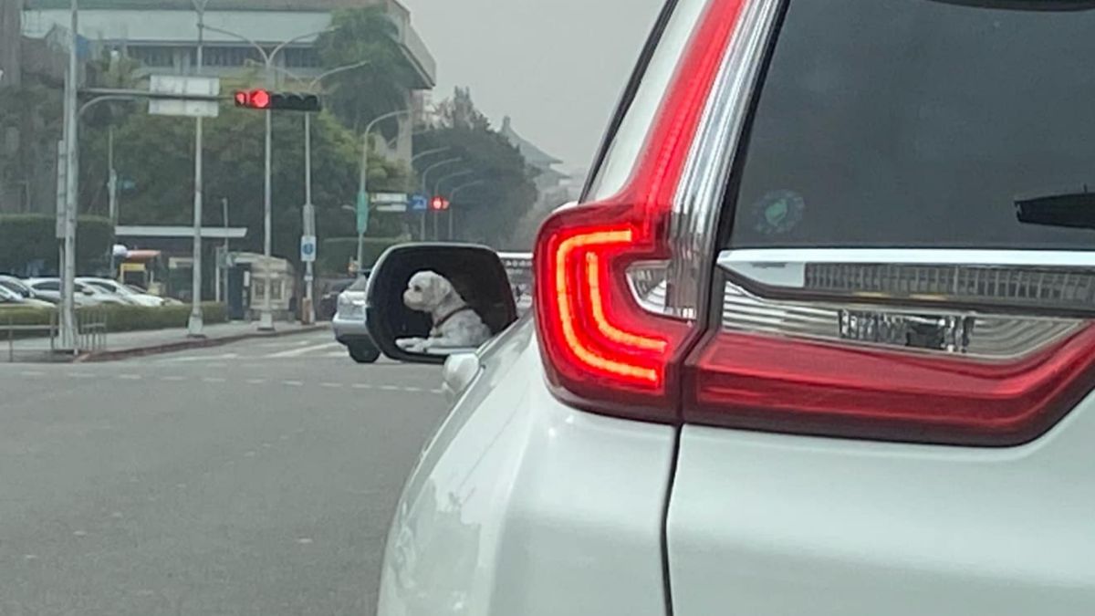 ▲有網友突然罵前方駕駛是狗！照片曝光後，才讓眾人笑翻。（圖／爆廢公社）