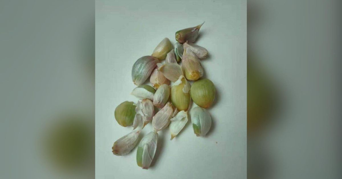 ▲有民眾發現蒜頭「變成綠色」，苦惱是否還能食用。對此，專家也給出答案（圖／翻攝廚藝公社）