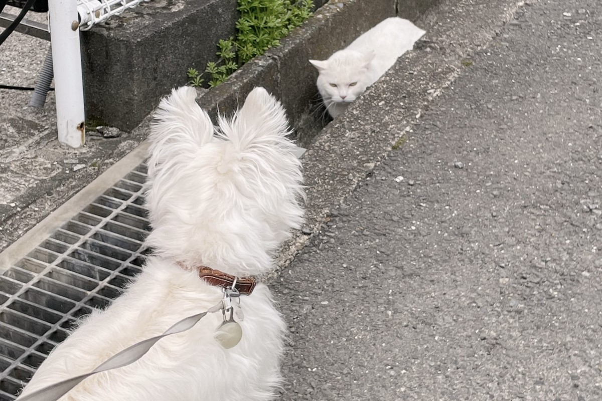 ▲貓狗狹路相逢好緊張，見面必眼神激鬥，對峙畫面曝光。（圖／Twitter：shimeji8686） 