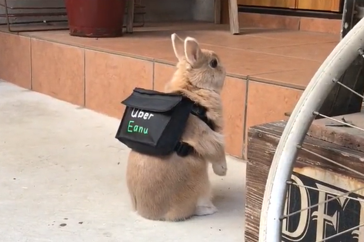 ▲遇見這外送員你會給幾顆星呢？萌兔背Ubereats包站門口：「您的餐點來嚕！」（圖／Twitter：miniusagidoyasa）