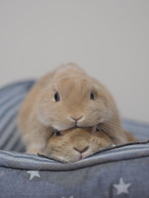 ▲兩隻兔兔常常疊在一起。（圖／Twitter：miniusagidoyasa）