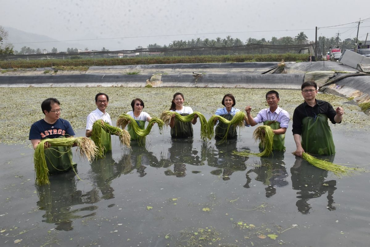 ▲民進黨高雄市議員參選人林慧欣，今天上午在美濃湖畔李氏野蓮家進行造勢活動，高雄市選區立委邱志偉、邱議瑩、李昆澤、許智傑、劉世芳及賴瑞隆連袂穿著青蛙裝為參選人林慧欣站台。（圖／邁向過半大聯盟提供）