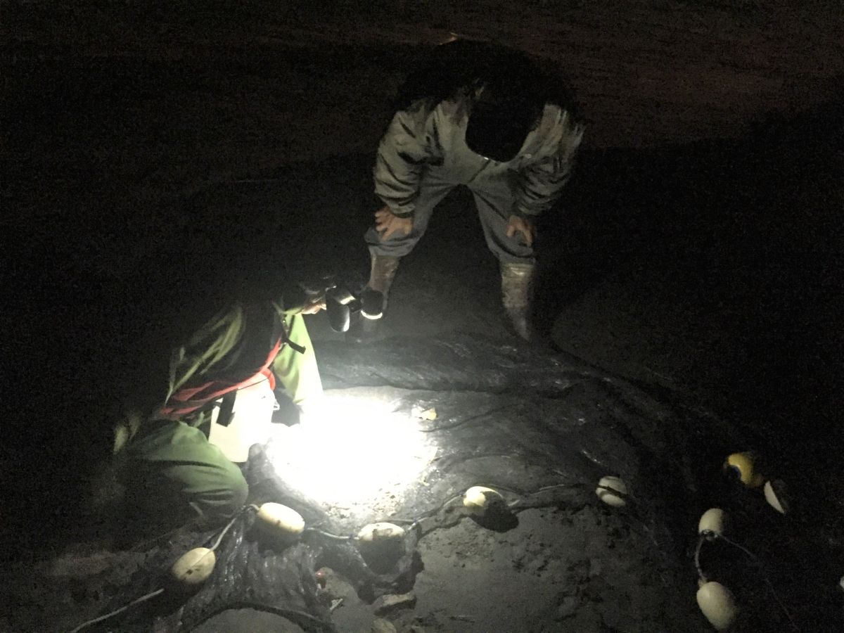 ▲3月21日至10月31日間禁止捕撈鰻苗，違者最高可開罰15萬元。圖為捕撈鰻苗情形。（圖／漁業署提供）