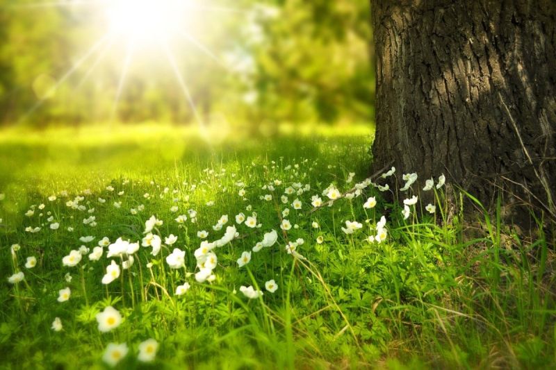 ▲龍年第4個節氣「春分」，即將於3月20日到來，這天同時也是「花神節」，補運自然是非常適合的選擇 。（示意圖／取自pixabay）
