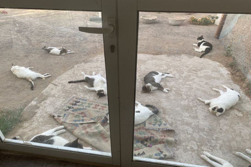 ▲住在阿拉伯的日本女網友分享自家門前有貓咪群聚的照片，引起網友討論。（圖／推特帳號hanamomo）
