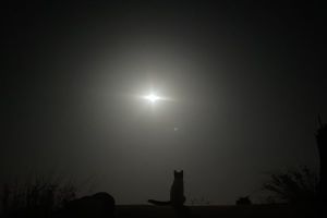 ▲貓咪在夜晚中看著月亮的樣子。（圖／推特帳號hanamomo）