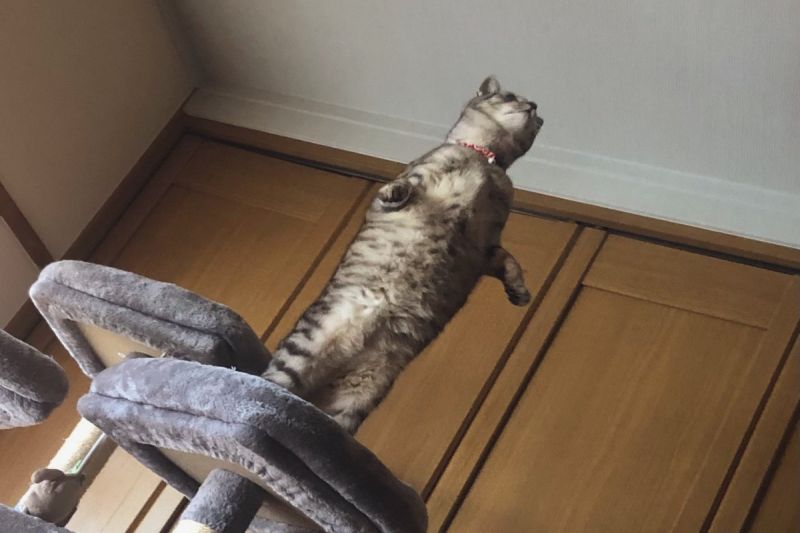 ▲日本一隻貓咪突然在貓跳台上以雙腳直立，眼神緊盯著天花板。（圖／推特帳號Chiko_Feeleasy）