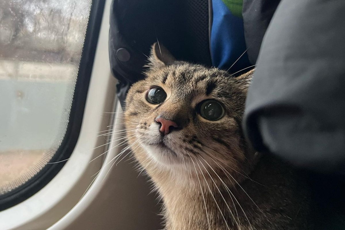 ▲烏克蘭擁有高人氣的網紅貓「Stepan」日前與飼主被迫遠離家園。（圖／IG帳號loveyoustepan）