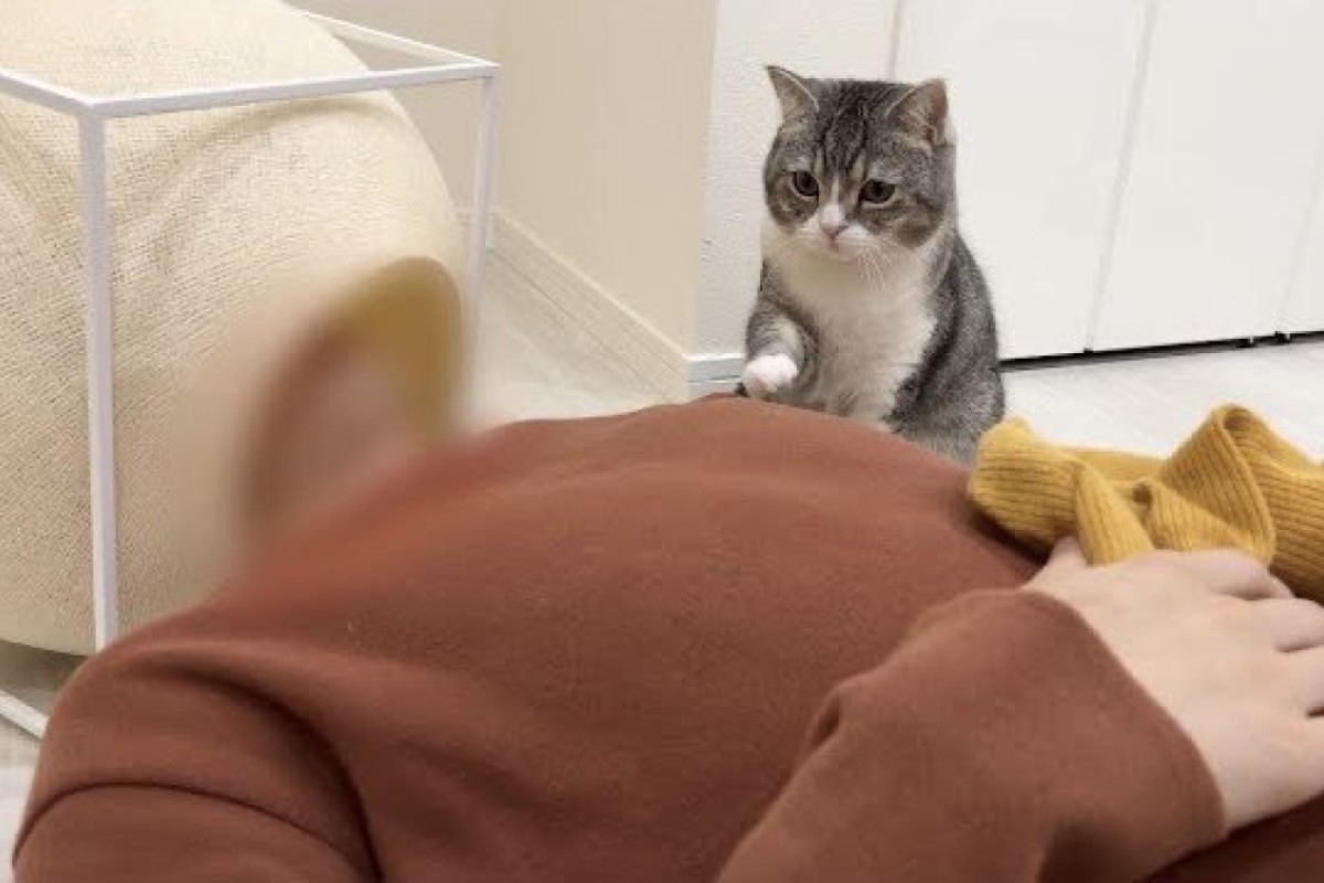 ▲飼主的朋友醉倒睡進喵窩中，貓貓無奈地用小手推推：「床能還我嗎？」（圖／Twitter：catmotimaru） 