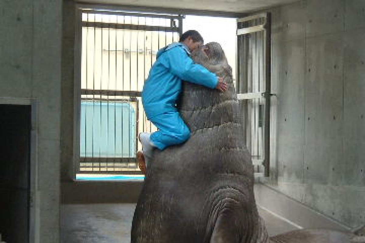 ▲男子一蹦跳上南象鼻海豹的胸膛，牠猛力仰頭炫耀：「我超勇！」（圖／Twitter：kikuyarou） 