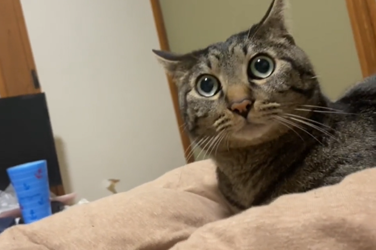 ▲飼主公開貓咪地震時的反應，牠飛機耳拉滿，表情超緊張：「怎麼在晃？」（圖／TiKTok：okkiinoo） 