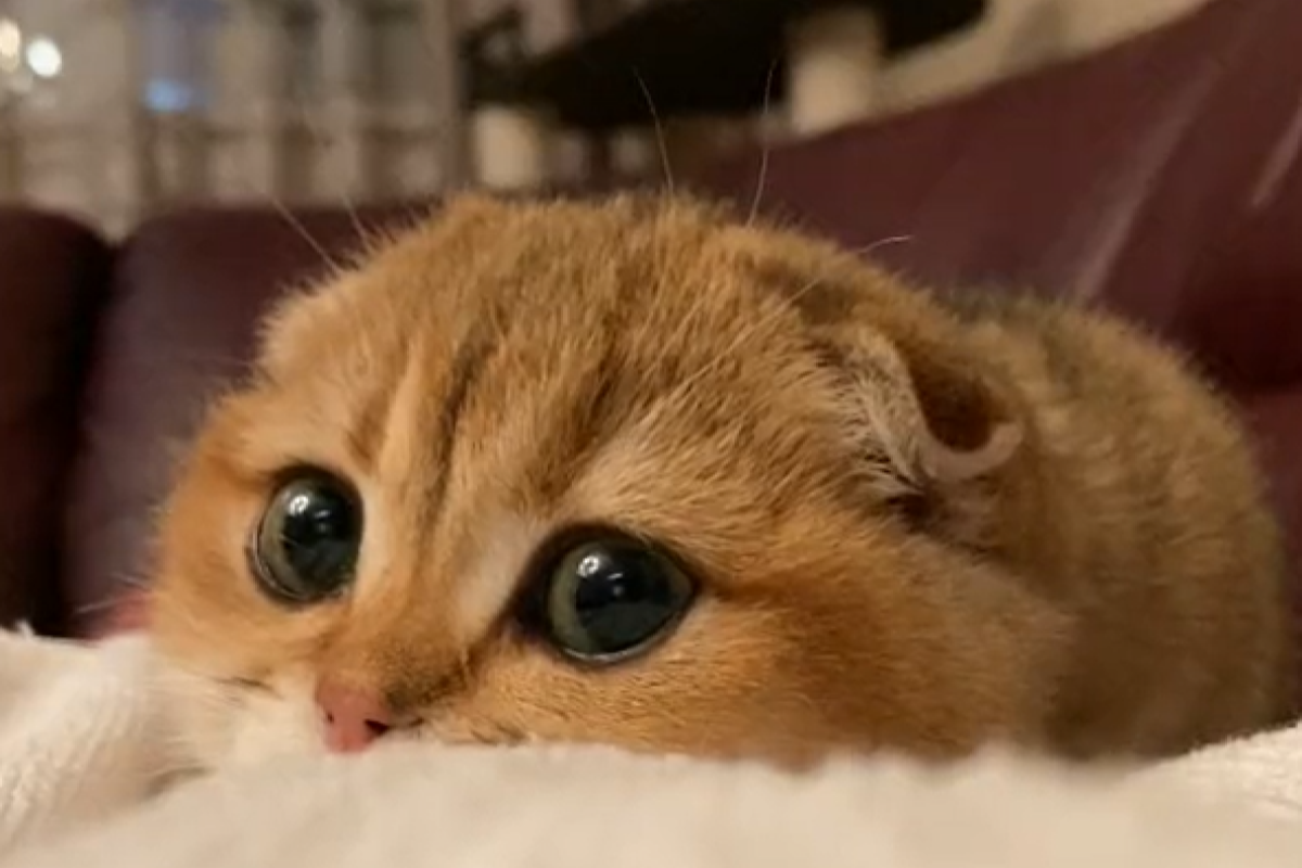 ▲大眼萌貓趴在主人身邊呼嚕聲全啟，撒嬌畫面令人直呼：「太療癒。」（圖／TiKTok：solarfox_cattery） 