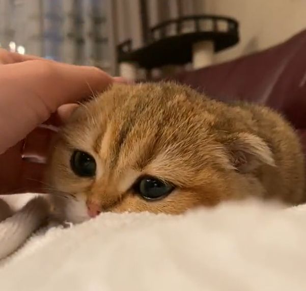 ▲貓貓趴在主人身邊，睜著大眼睛發出呼嚕聲。（圖／TiKTok：solarfox_cattery）