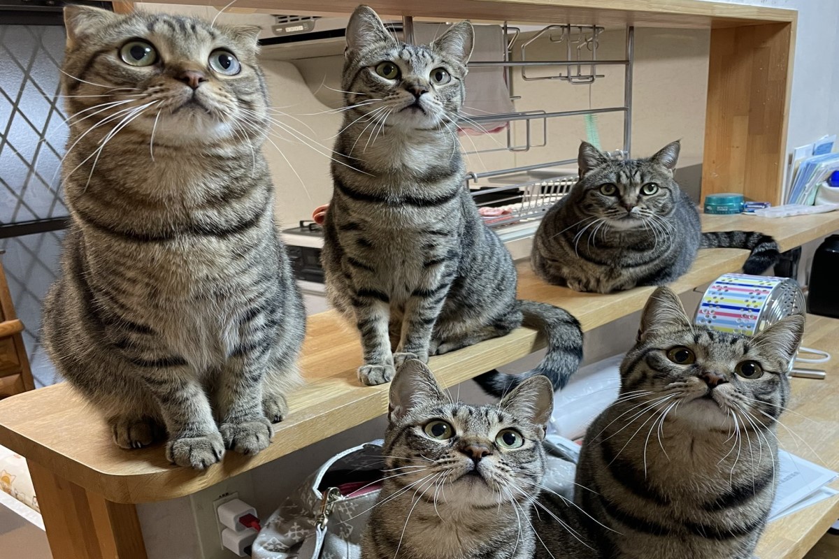 ▲日本一名飼主被五隻虎斑貓逼視討債！（圖／Twitter帳號tomeji1106）