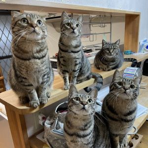 ▲5隻貓：我們都還沒吃妳吃啥？還不先開罐罐！（圖／Twitter帳號tomeji1106）