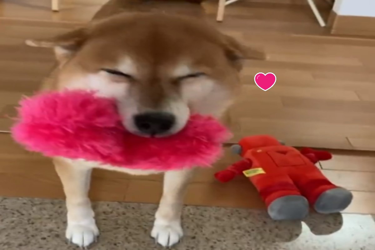 ▲日本一隻柴犬叼著心愛禮物迎接馬麻回家！（圖／推特帳號RKfWUAQ1xbOEEAp）