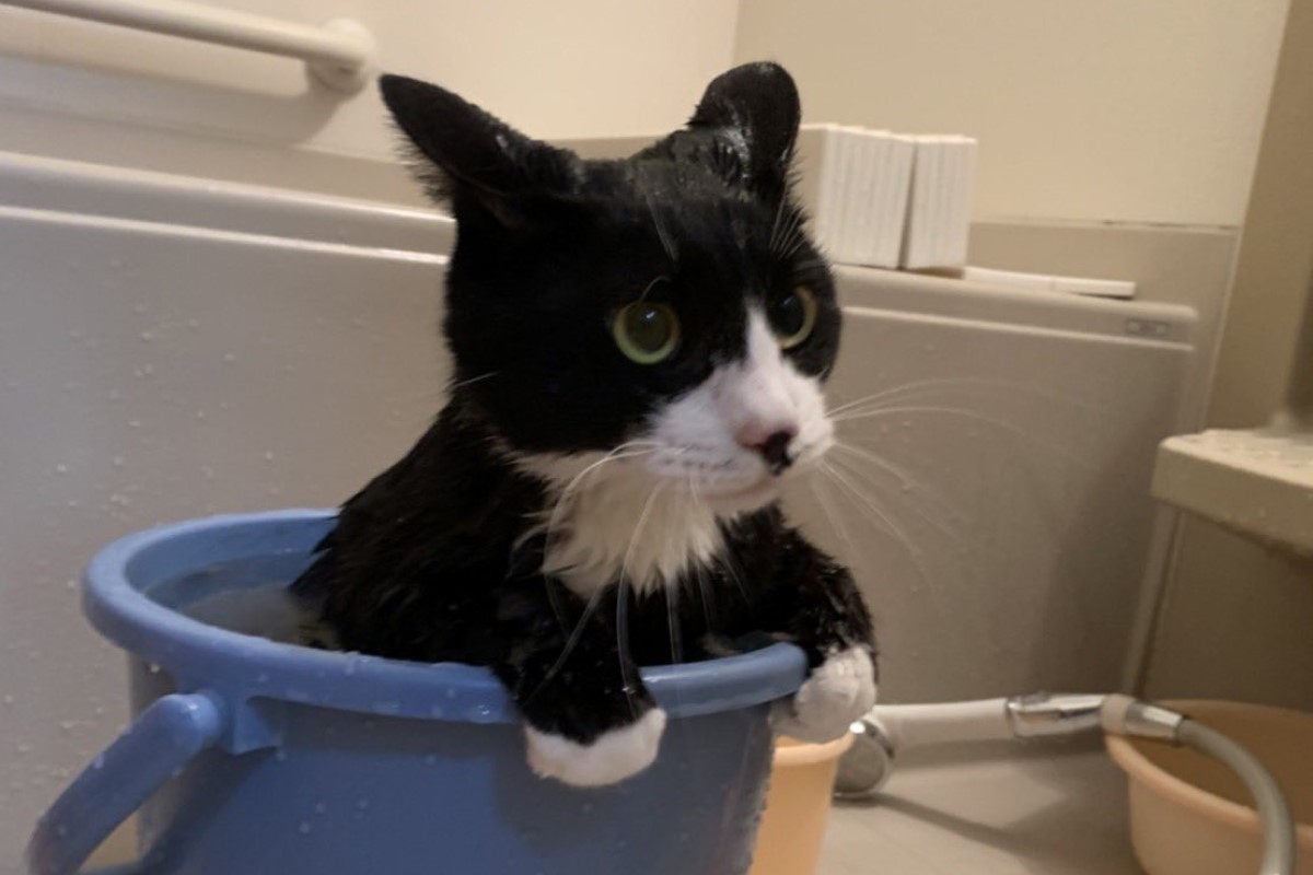 ▲賓士貓手手扶桶子，乖乖泡澡的模樣就像小孩，網友大讚：「是天使貓」。（圖／Twitter：OxW1OoU2byM15VD） 