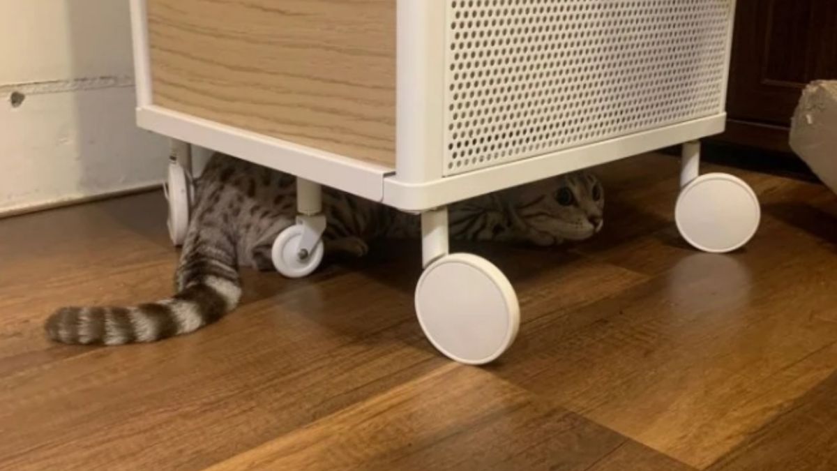 ▲有網友分享，花蓮地震當下，她家的貓咪超聰明，躲在底部等待地震結束。（圖／翻攝Dcard）