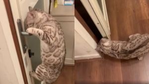 ▲有網友分享，花蓮地震當下，她家的貓咪竟然一步一步帶著她逃離。（圖／翻攝Dcard）