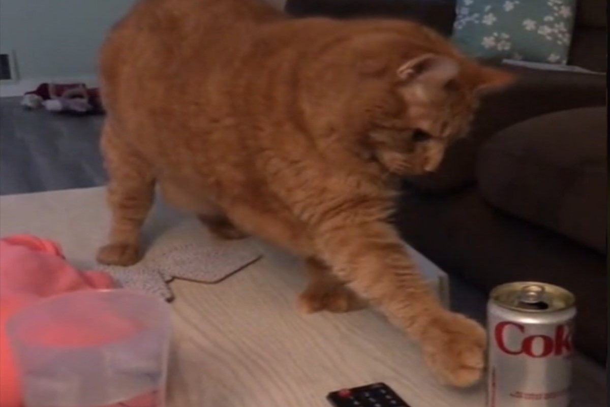 ▲國外一隻橘貓在飼主面前推鋁罐4次，還以眼神警示她。（圖／TikTok帳號reznor_the_cat）