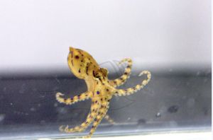 澎湖「藍環章魚」現蹤！比眼鏡蛇毒50倍　幾分鐘就可毒殺26人
