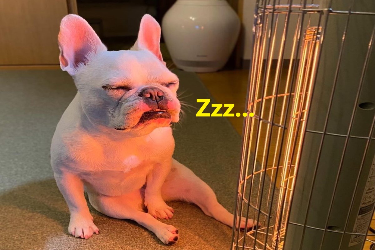 ▲日本有一隻法鬥犬迷戀上暖爐，坐在前方像極了中年大叔。（圖／IG帳號himegonzaresu）