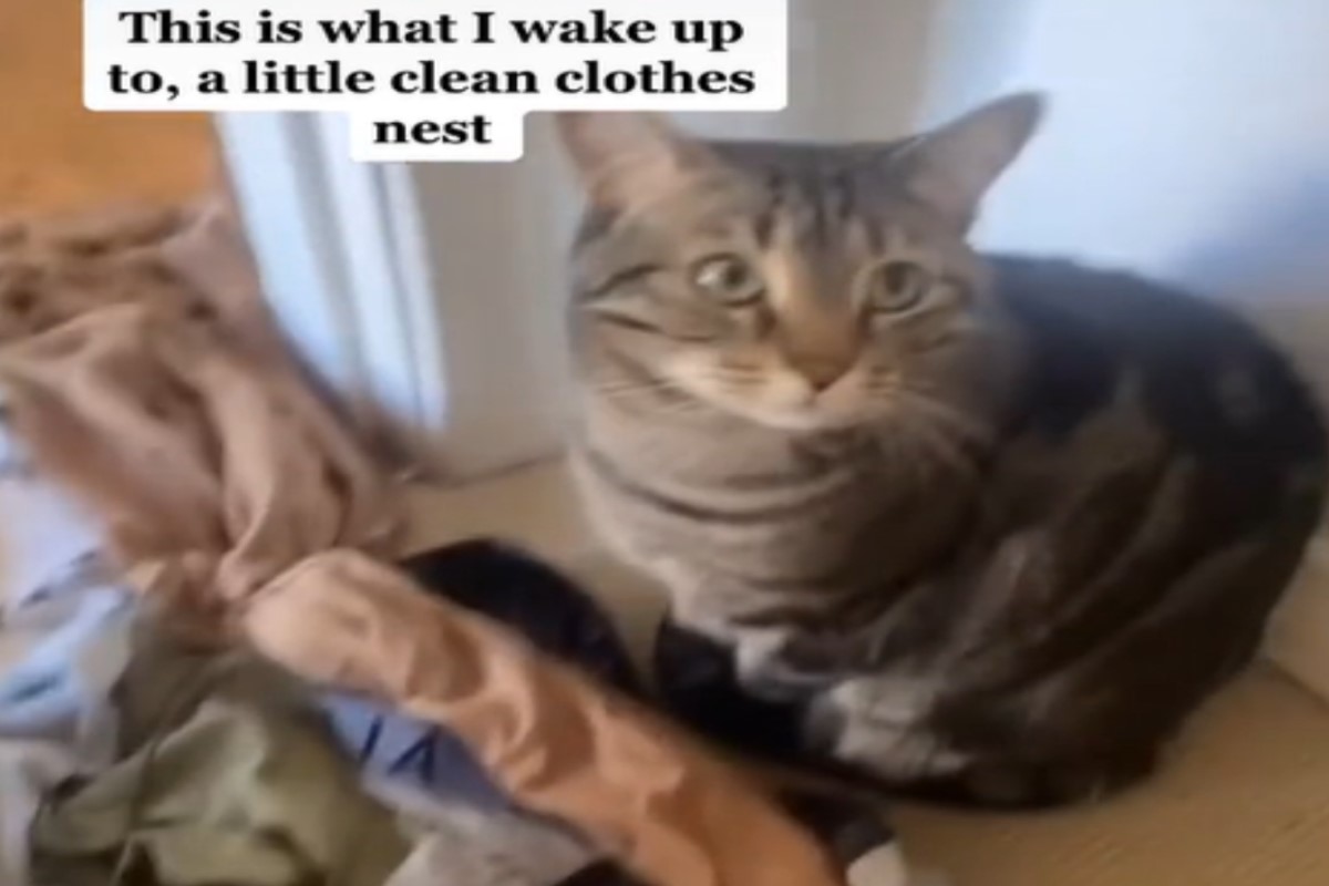 ▲國外一隻虎斑貓提前為即將生產的奴才做「育兒窩」。（圖／TikTok帳號sammiii22_）