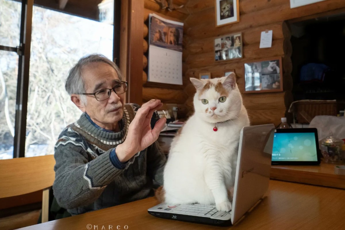 ▲阿公喜愛家中貓咪，試圖從背後偷偷撫摸，才剛伸手就被牠抓包。（圖／Twitter：marco74444）