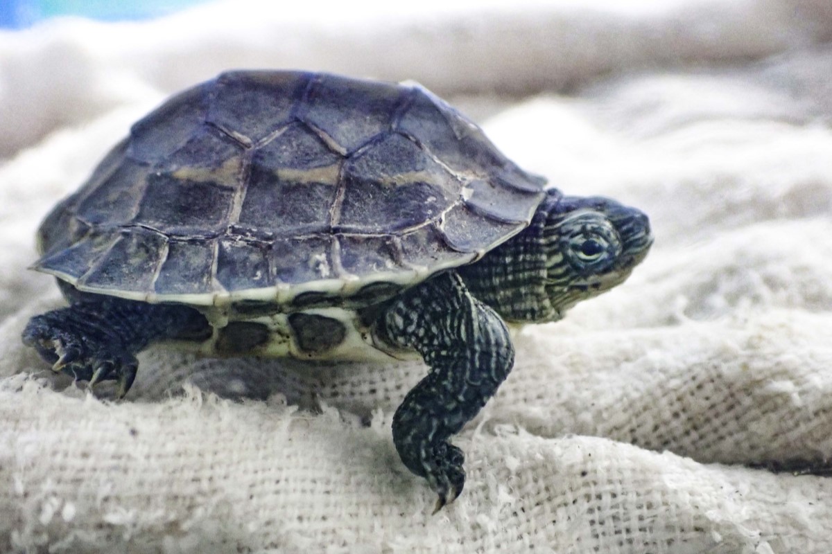 ▲野生的小烏龜闖入動物園，被遊客發現時身負重傷，獸醫緊急搶救仍不治身亡。（圖／臺北市立動物園授權提供） 