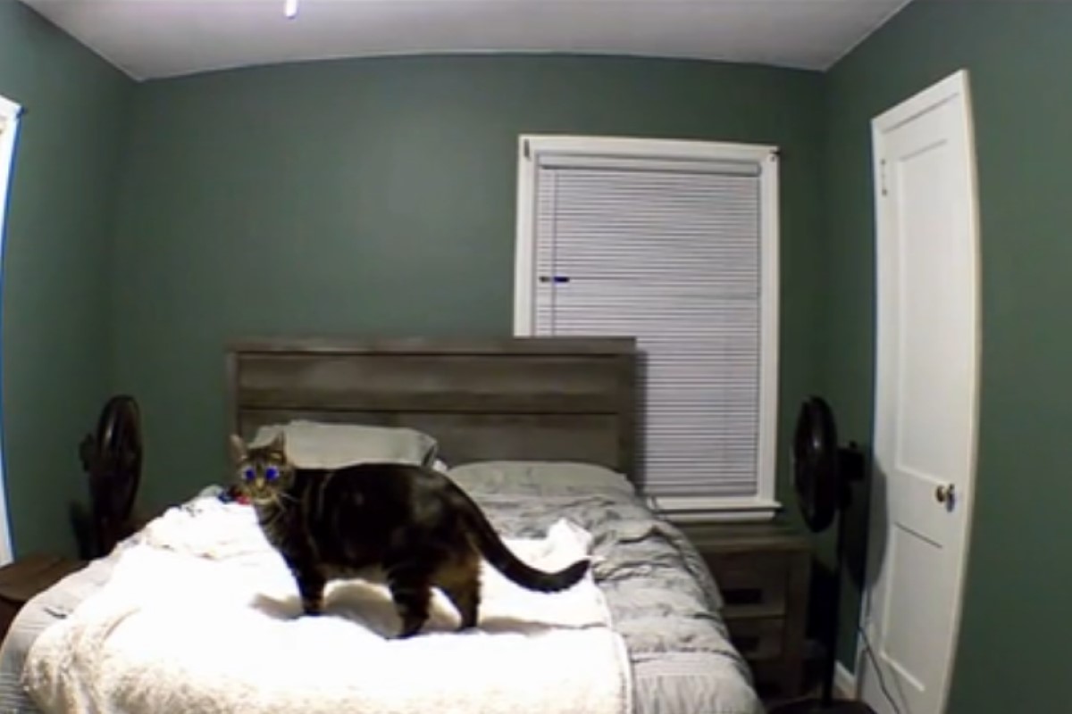 ▲美國一名飼主日前出遠門，打開監視器卻見到虎斑貓正在床上找自己！（圖／TikTok帳號mrmilothechonk）