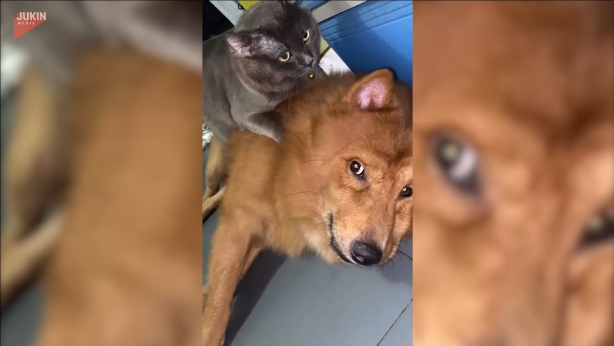 ▲貓咪強行踏踏按摩，狗狗超厭世，想起身還被制止。（圖/AP/美聯社/Jukin Media）