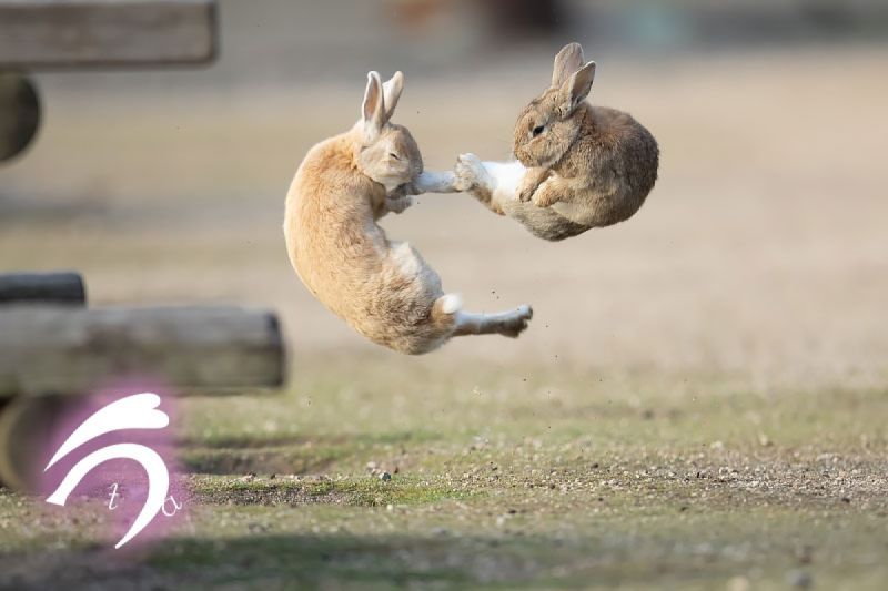 ▲日本一名攝影師拍到一對兔子打架的瞬間。（圖／推特帳號utajima）