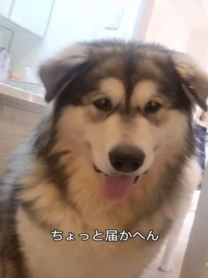▲「Potemaru（ぽてまる）」是一隻非常喜歡貓咪的阿拉斯加雪橇犬。（圖／TikTok帳號shiorin_0721）
