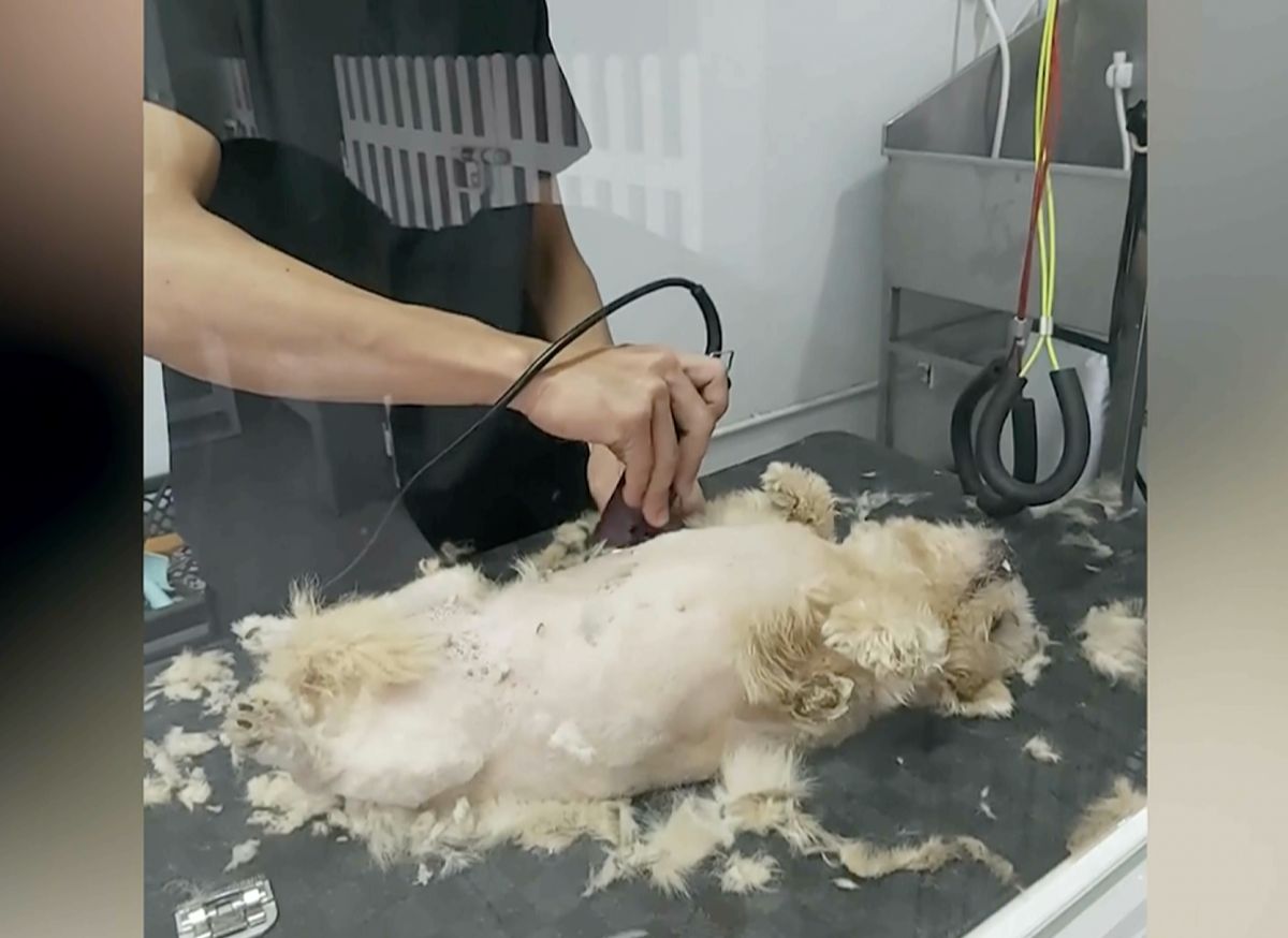 ▲一隻狗狗在剃肚子的毛時，因為剃刀與肚皮接觸的騷癢感，爽的四腳朝天。（圖/AP/美聯社/Newsflare）