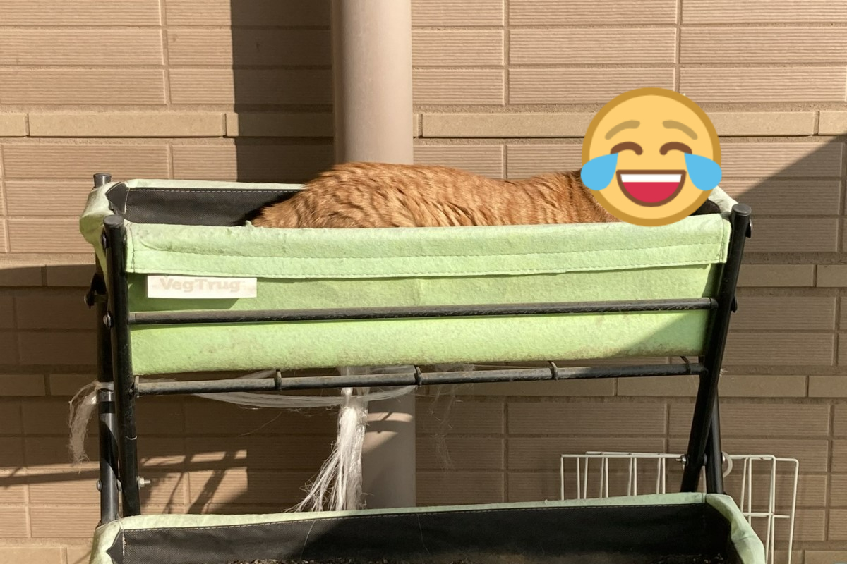 ▲日本一名推主家的花盆突然長出「新品種多肉生物」。（圖／推特帳號kotapom76）