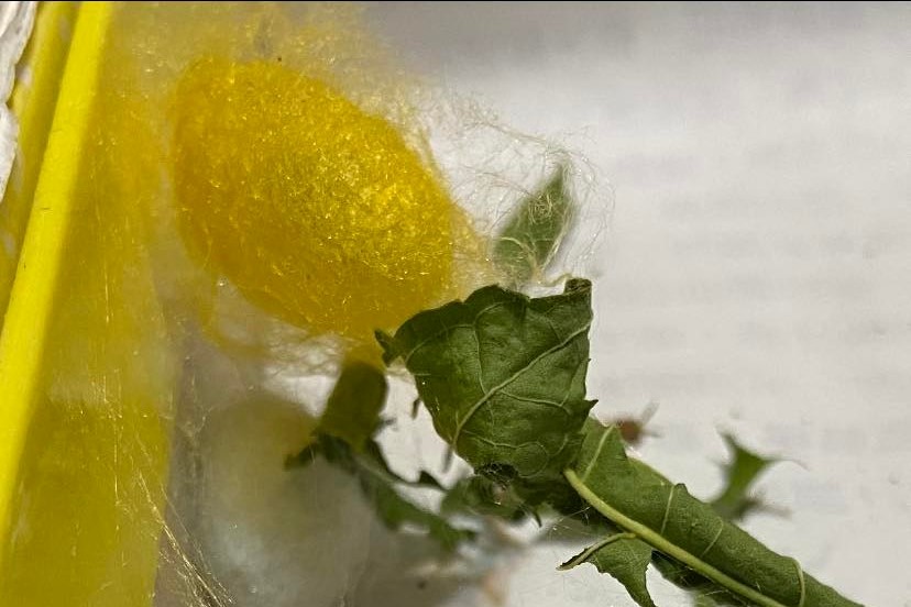 ▲網友家中的蠶寶寶，結了金色的繭。（圖／取自《爆廢公社》）