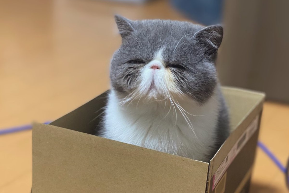 ▲貓咪眼瞇瞇的模樣意外撞臉《神隱少女》中的角色「蘿蔔神」，眾人一見笑翻。（圖／Twitter：taro_chan523） 