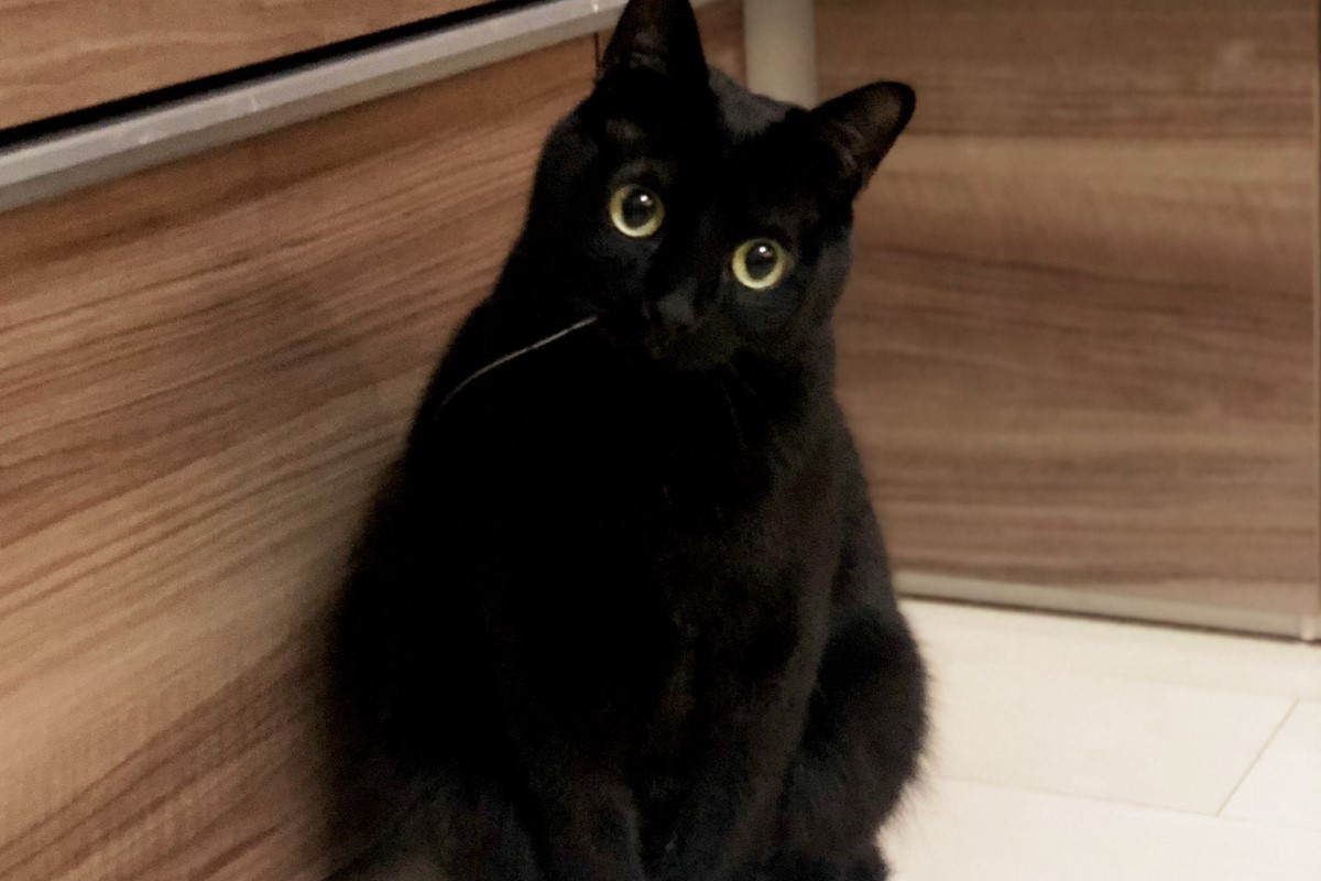 ▲黑貓有著隱晦的旋風魅力，撒嬌感恰到好處地微微釋放，這臉令眾人暈了。（圖／Twitter：nkknrk）