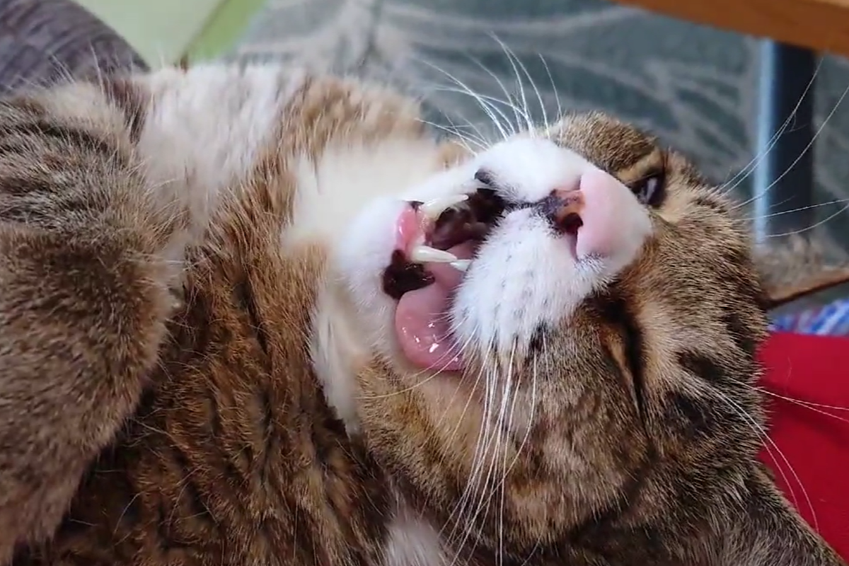 ▲虎斑貓熟睡到臉歪嘴斜，網友見崩壞臉共鳴：「這是下班後搭車的我吧！」（圖／Twitter：siba_29） 