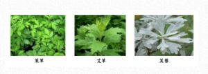 ▲化煞三寶，茉草、艾草、芙蓉。（圖／取自《旺好運》）